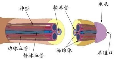 长期不用,“叮叮”会用进废退吗?