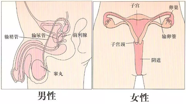 关于女生自我愉悦的疑问，这里全解答了！