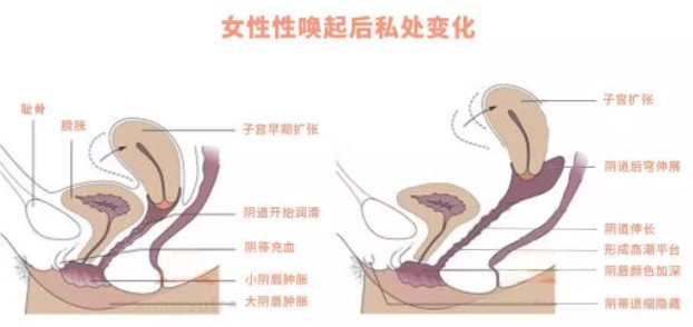 女生能接受多少厘米?18cm就能到底?