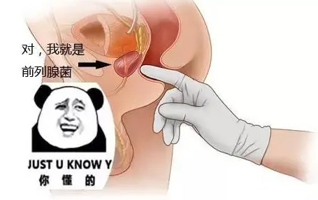 刺激前列腺为何让人上头？快感来自哪？