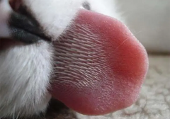 带2025颗“倒刺”撩拨的套套到底有多刺激？有猫舌谁还选狼牙棒呀！杰士邦喵舌颗粒多安全套测评