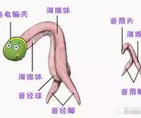 女人也有小丁丁,你知道吗