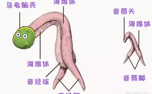 女人也有小丁丁，你知道吗
