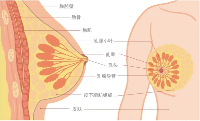 女人胸部摸起来应该是什么手感