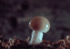 人类叮叮为啥进化出了蘑菇样