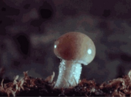 人类叮叮为啥进化出了蘑菇样