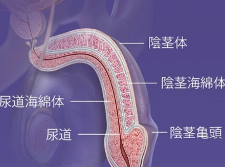 海绵体具体在什么位置