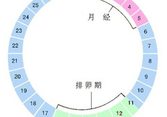 排卵期的计算公式，一看就懂！