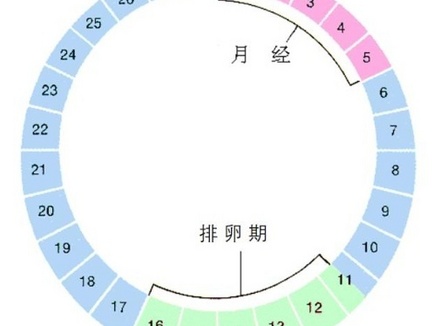 排卵期的计算公式，一看就懂！