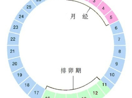 月经干净一般第几天开始排卵