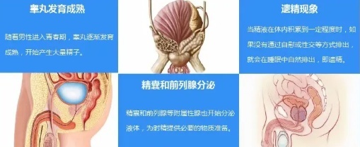 遗精的生理机制