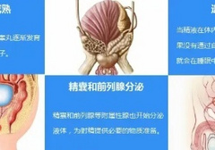 遗精的生理机制