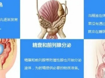 遗精的生理机制