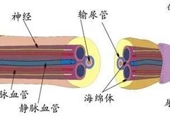 长期不用，“叮叮”会用进废退吗?