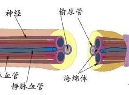 长期不用，“叮叮”会用进废退吗?