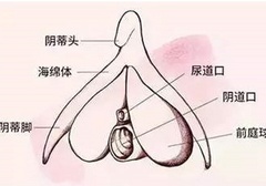 为啥小豆豆会比内部刺激更舒服