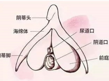 为啥小豆豆会比内部刺激更舒服