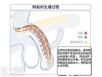 男人为什么勃不起 揭秘男人勃不起的原因