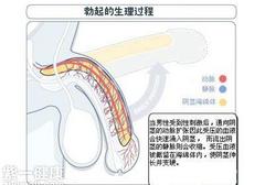 男人为什么勃不起 揭秘男人勃不起的原因