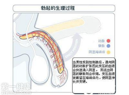 男人为什么勃不起 揭秘男人勃不起的原因