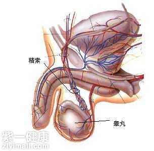 睾丸变大变硬怎么回事 详解睾丸病症的原因