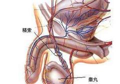 睾丸变大变硬怎么回事 详解睾丸病症的原因