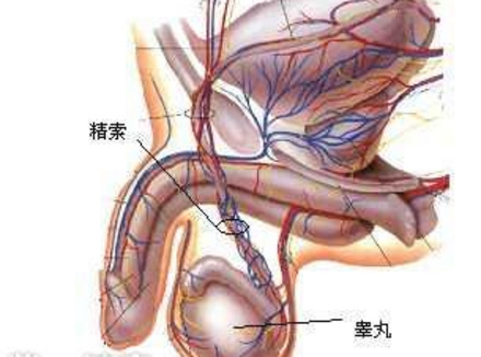睾丸变大变硬怎么回事 详解睾丸病症的原因