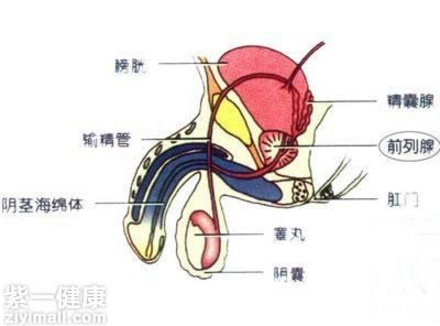 男人一般几分钟射 推荐治疗早泄的方法