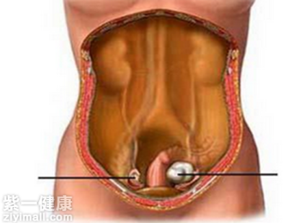 睾酮的生理作用有哪些 解析睾酮的五大生理作用