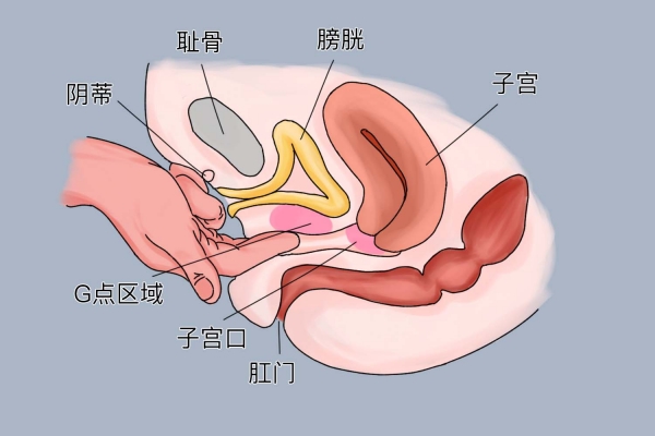 女生的G点究竟在哪?羞羞的知识又增加了…
