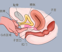 女生的G点究竟在哪？羞羞的知识又增加了…
