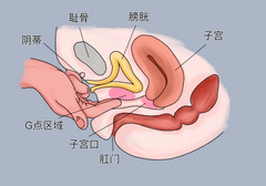 女生的G点究竟在哪？羞羞的知识又增加了…