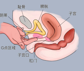 女生的G点究竟在哪？羞羞的知识又增加了…