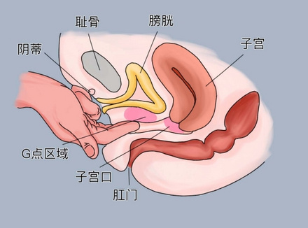女生的G点究竟在哪？羞羞的知识又增加了…