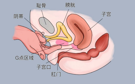 女生的G点究竟在哪？羞羞的知识又增加了…