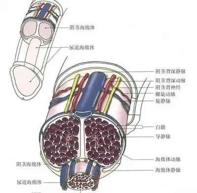 男生是怎么立起来的？不只是一场血液的游戏！
