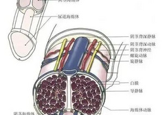 男生是怎么立起来的？不只是一场血液的游戏！