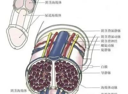 男生是怎么立起来的？不只是一场血液的游戏！