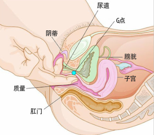 豆豆和G点，你还傻傻分不清吗？