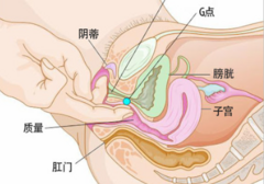 豆豆和G点，你还傻傻分不清吗？