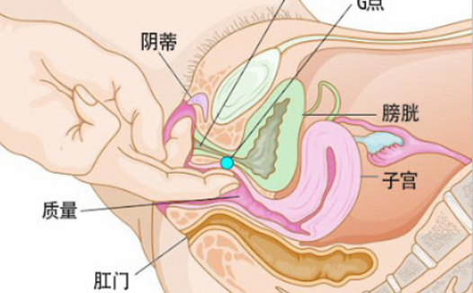 豆豆和G点，你还傻傻分不清吗？