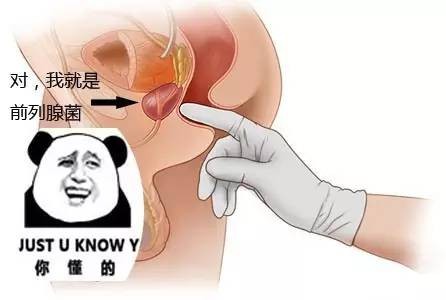 P点高巢是啥？在哪里？