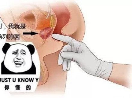 P点高巢是啥？在哪里？