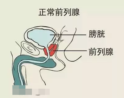 前列腺的准确位置，附部位图！