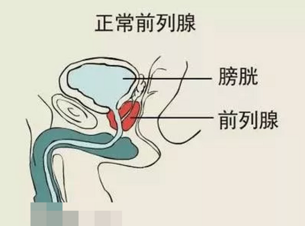 前列腺的准确位置，附部位图！