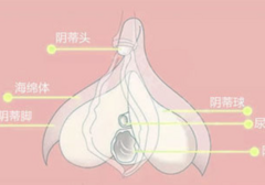 蜜豆的位置在哪里？为啥找不到？