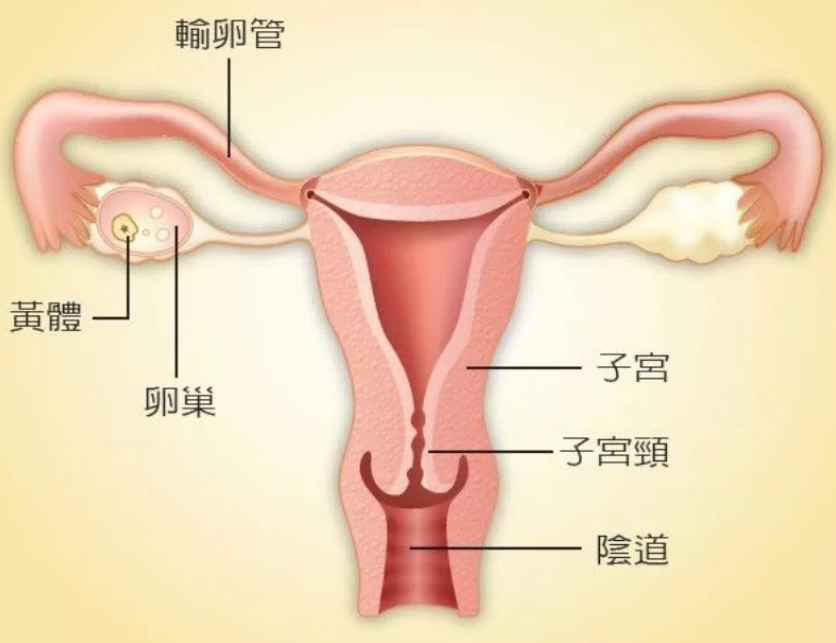 男人长枪如龙，真会直达「花心」吗？
