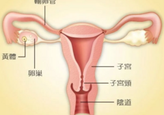 男人长枪如龙，真会直达「花心」吗？
