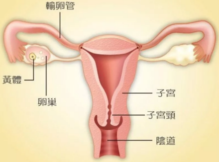 男人长枪如龙，真会直达「花心」吗？