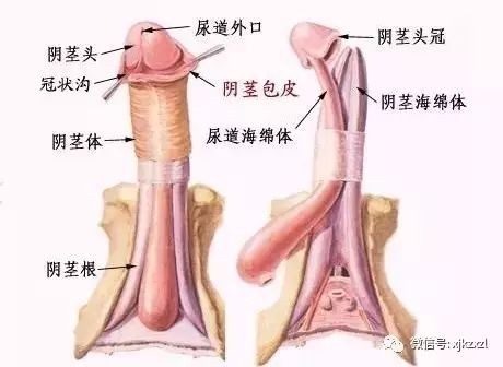 想让增大变粗，这个方法最靠谱！